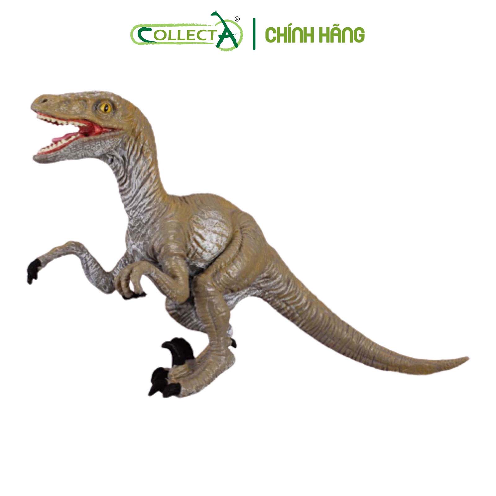 Mô hình thu nhỏ: Khủng Long Velociraptor - Velociraptor, hiệu: CollectA, mã HS 9654180 - Chất liệu an toàn cho trẻ - Hàng chính hãng