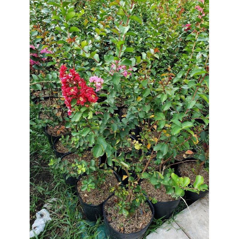 Cây Tường Vi Màu Đỏ