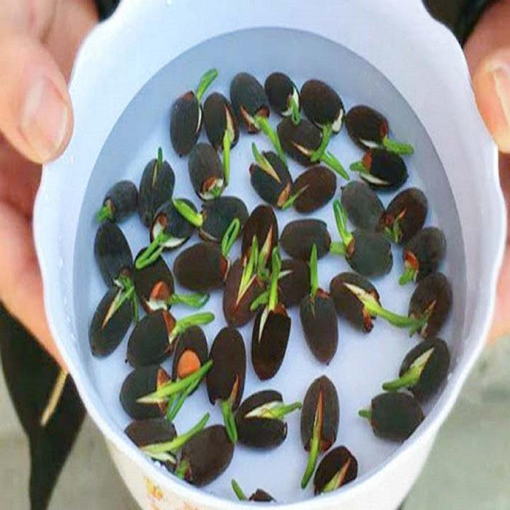 Hạt giống Hoa Sen Mini Nhật Màu Ngẫu Nhiên, Dễ Trồng Dễ Chăm (gói 10 hạt) - Hạt giống hoa Conve Store