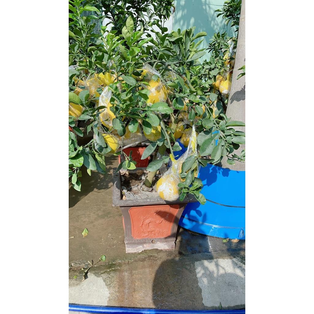 Chậu Cây Bưởi Kiểng