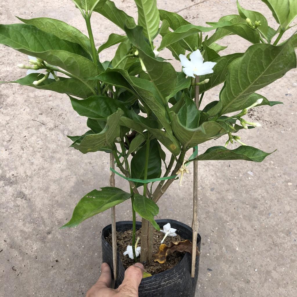 Cây ngọc bút trồng bịch đen cao 25-30cm nhiều nhánh sum suê hoa thơm ngào ngạt thích hợp trang trí sân vườn