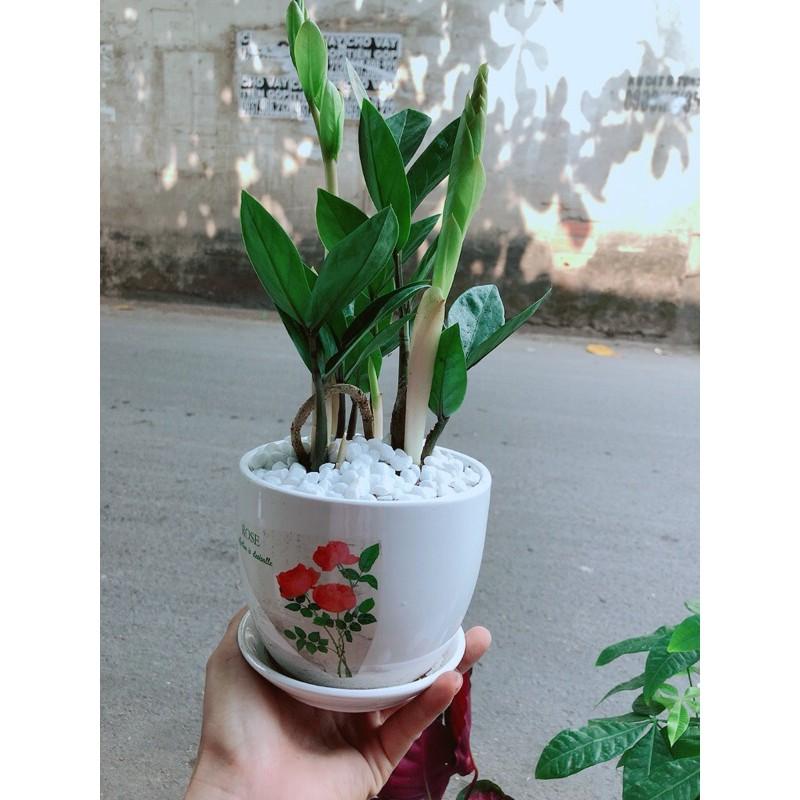 Chậu Kim Phát Tài