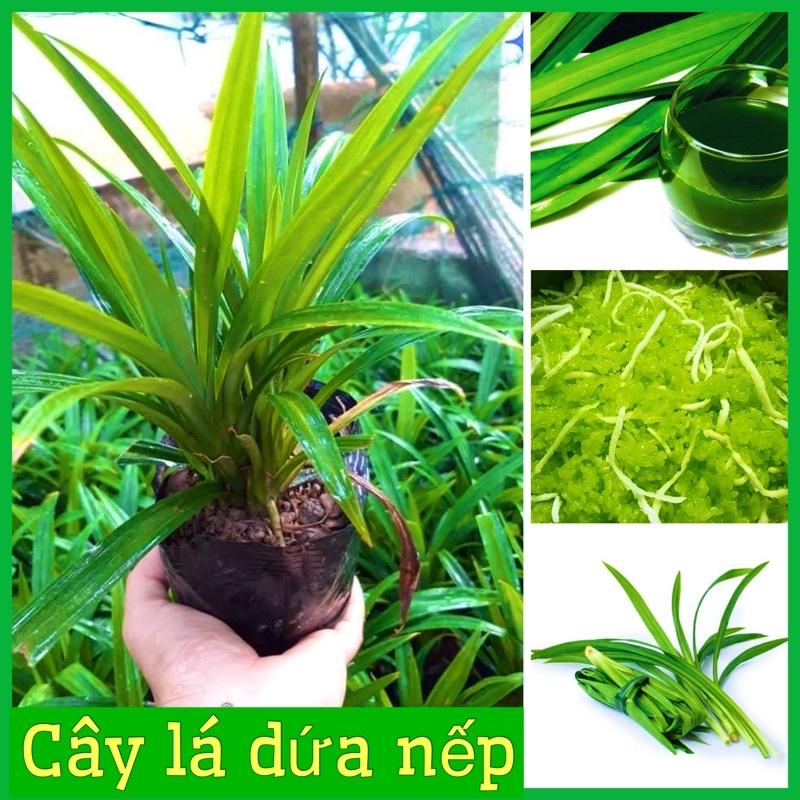 CÂY LÁ DỨA NẾP BẦU 1-3 CÂY DÙNG LẤY LÁ ĐỒ XÔI, ĐUN NƯỚC UỐNG (ảnh thật hình cuối)