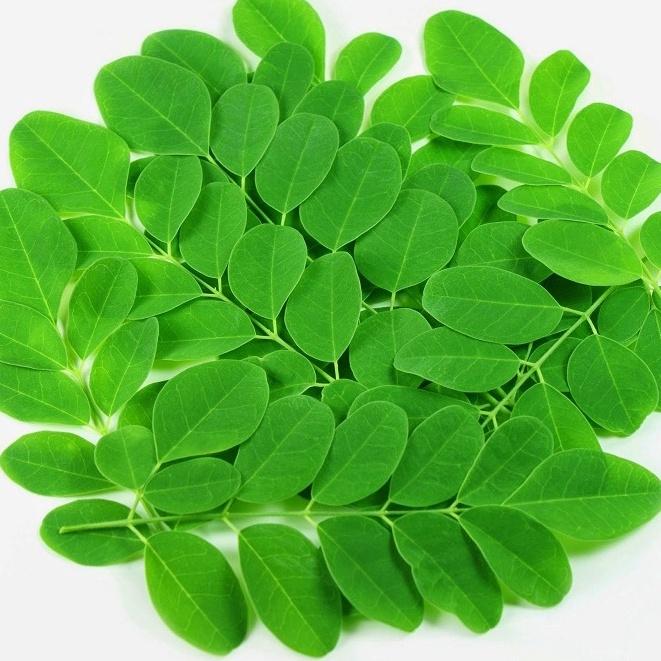 Hạt Cây Giống Chùm Ngây F1-Gói 20 hạt/tặng kèm gói phân bón lót