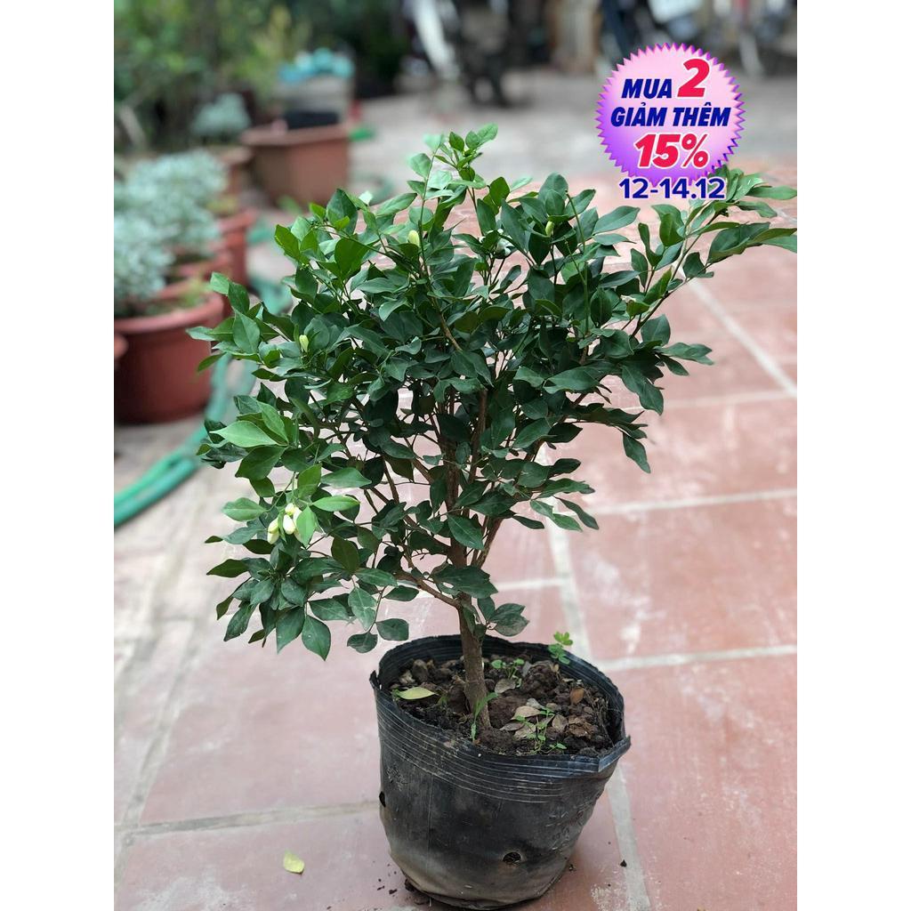 Cây nguyệt quế hoa thơm 4 mùa cao 30-40 cm