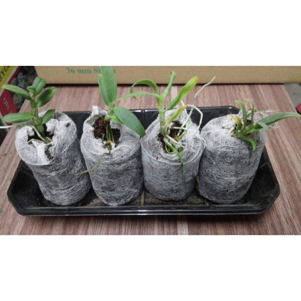 Combo 50 viên nén sơ dừa hàng đẹp
