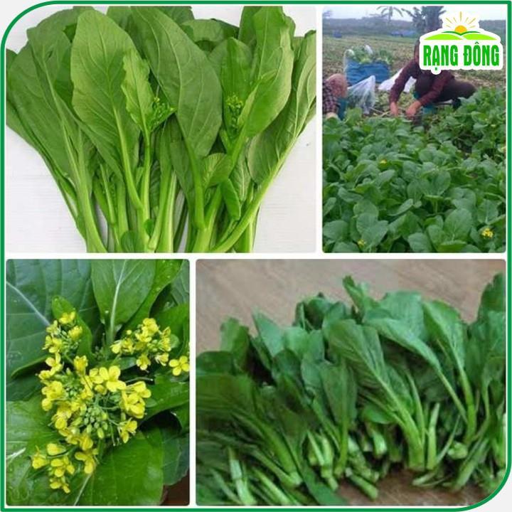 Hạt giống Cải Ngọt Bông (Cải Ngồng) (gói 20 gram) - Hạt Giống Rạng Đông