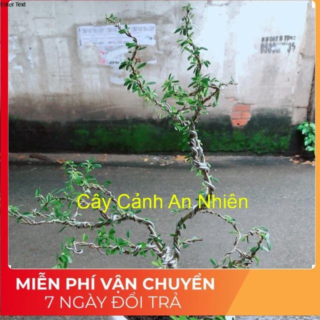 Chậu Cây Linh Sam