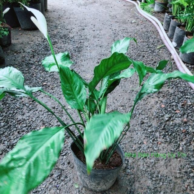 Bụi Cây Lan Ý