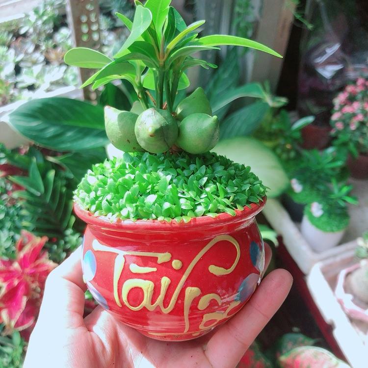 Chậu Cây May Mắn Tài Lộc
