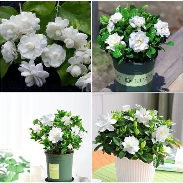 Hạt giống hoa nhài trắng - Gói 10 hạt-tặng kèm 3 viên nén ươm hạt