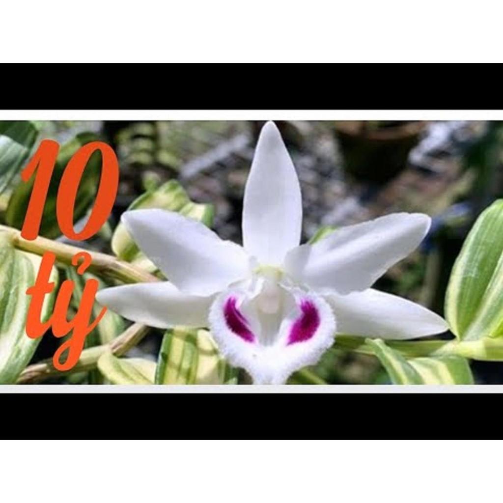 Cốc phi điệp 5 cánh trắng NGƯỜI ĐẸP BÌNH DƯƠNG - hàng gieo hạt - hoa xổ số - hoa siêu đẹp giá rẻ