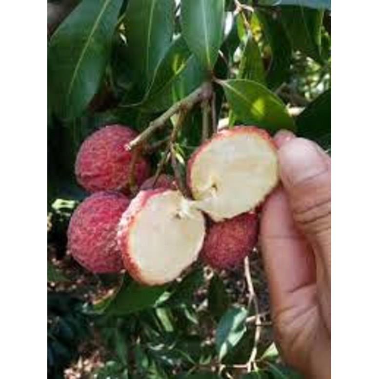CÂY GIỐNG VẢI KHÔNG HẠT