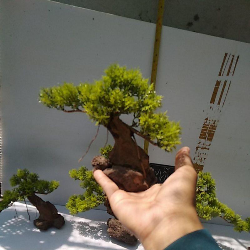 Bónai bể cá cảnh- bonsai hồ thủy sinh