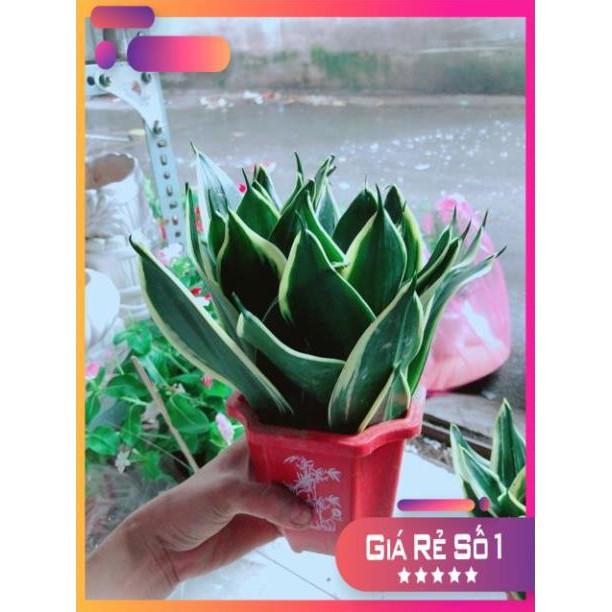 Chậu Lưỡi Hổ Thái Xanh