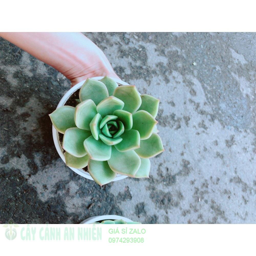 Sen Đá Hồng Cánh Cứng