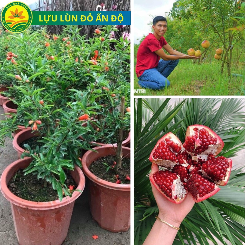 Cây giống lựu đỏ Ấn Độ, giống cây nhập khẩu chất lượng năng suất cao