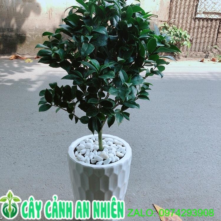 Chậu Cây Trà My