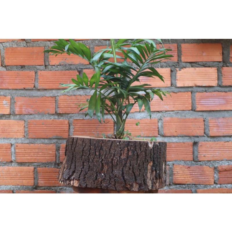 Chậu gỗ siêu to