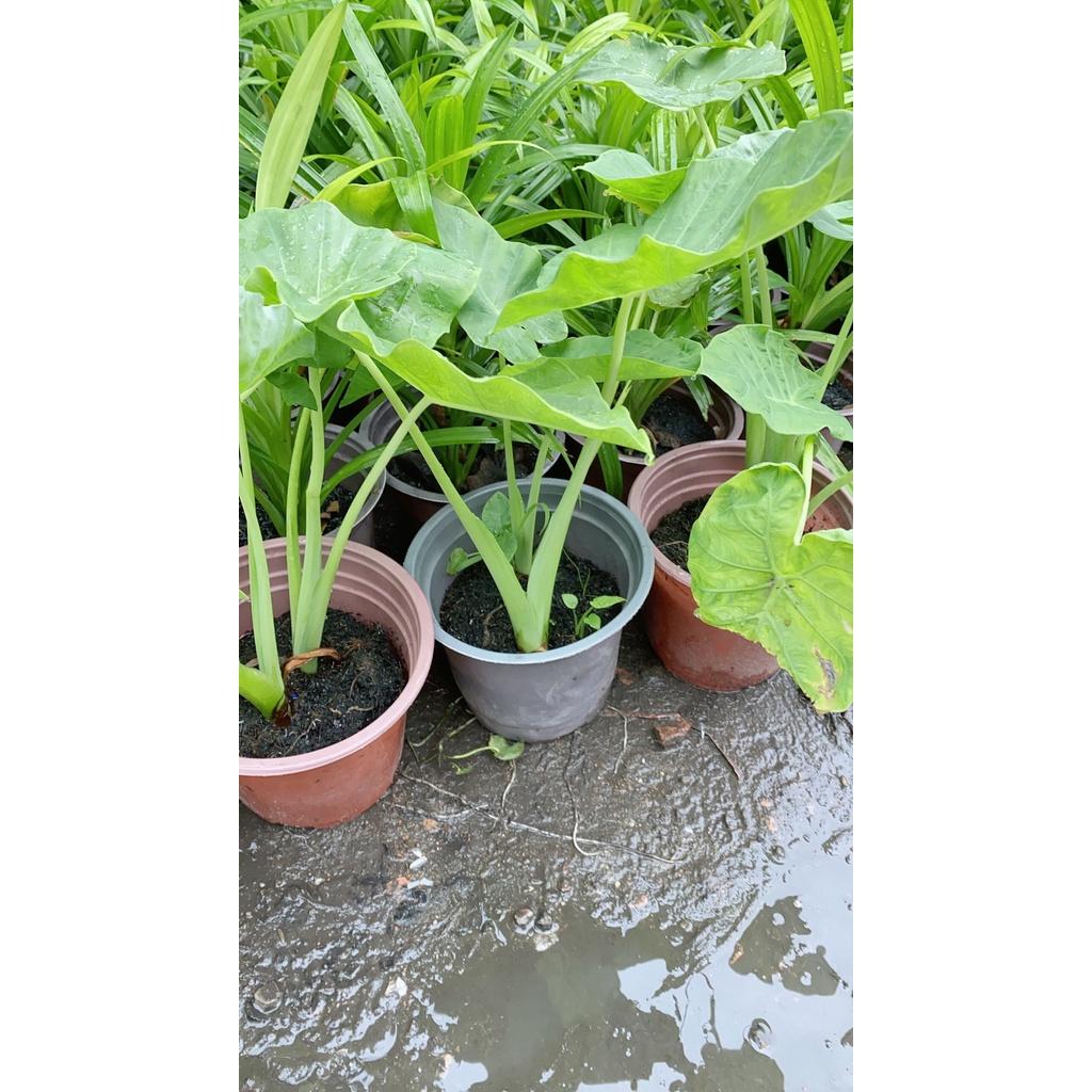 Bạc Hà Nấu Canh