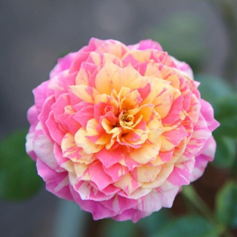 Hoa hồng ngoại Claude Monet Rose- cây giống rễ trần