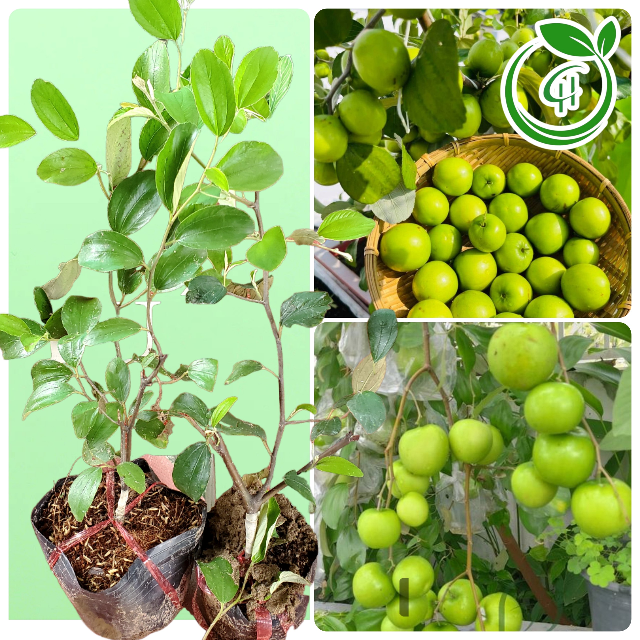 Cây giống Táo Thái Xanh chùm trồng chậu️siêu trái️Trồng sân thượng ban công️Cây ghép chui cành