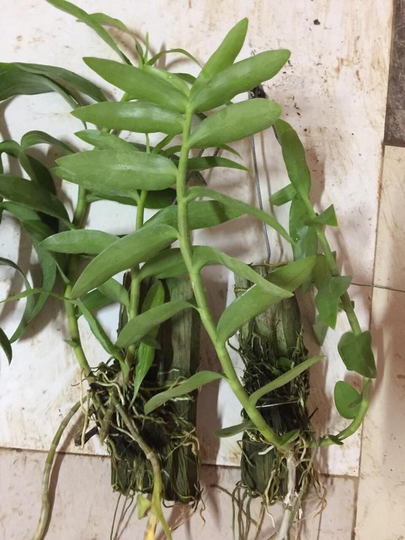 Chậu Lan phi điệp đột biến 5 CÁNH TRẮNG RUBI