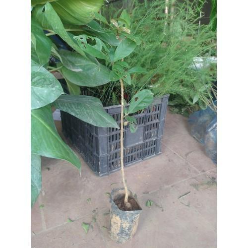 CÂY GIỐNG CÂY LỘC VỪNG-CÂY PHONG THỦY TÀI LỘC - CGCL