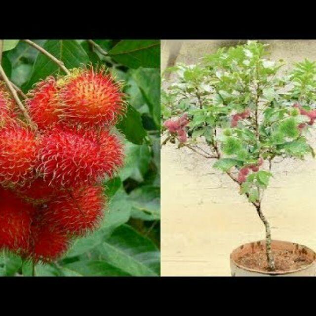 Cây chôm chôm, cây chôm chôm ghép cho quả sớm
