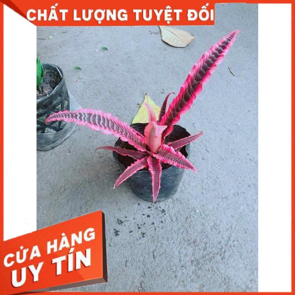 Cây Dứa Đuôi Phụng Nhiều Người Mua
