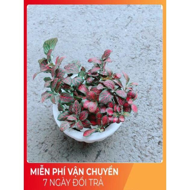 Chậu Cẩm Nhung Đỏ