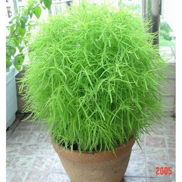 Gói 50hạt giống cây cỏ đổi màu