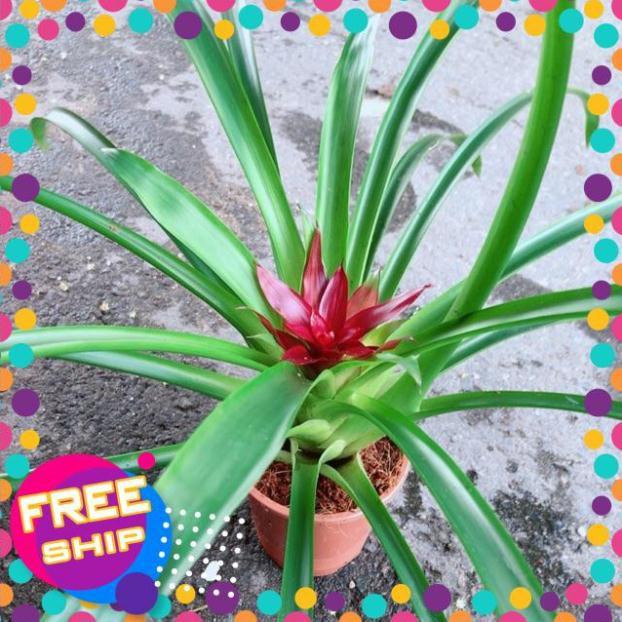 Cây Phát Lộc Hoa Màu Đỏ