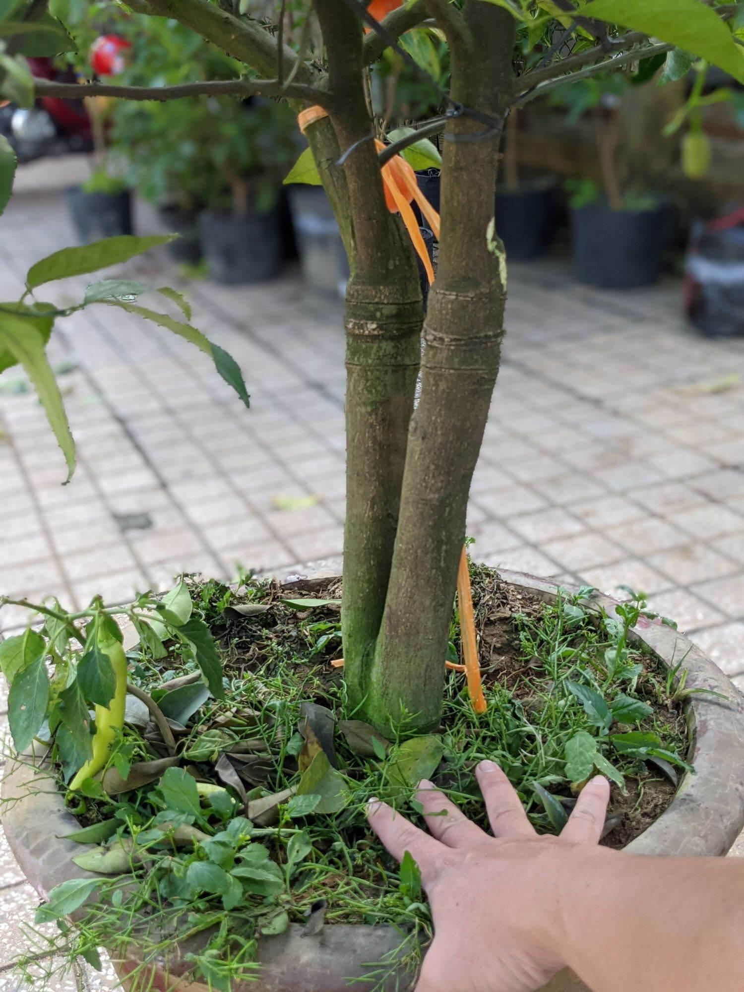 CÂY GIỐNG CAM ĐƯỜNG CANH TRỒNG CHẬU SIÊU SỚM