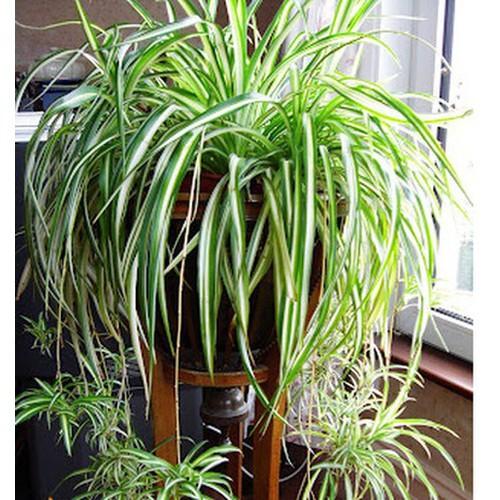 CHẬU CÂY CẢNH LAN CHI ĐẸP NHÀ, VƯỢNG KHÍ CHO GIA CHỦ - NCCGCCLCG