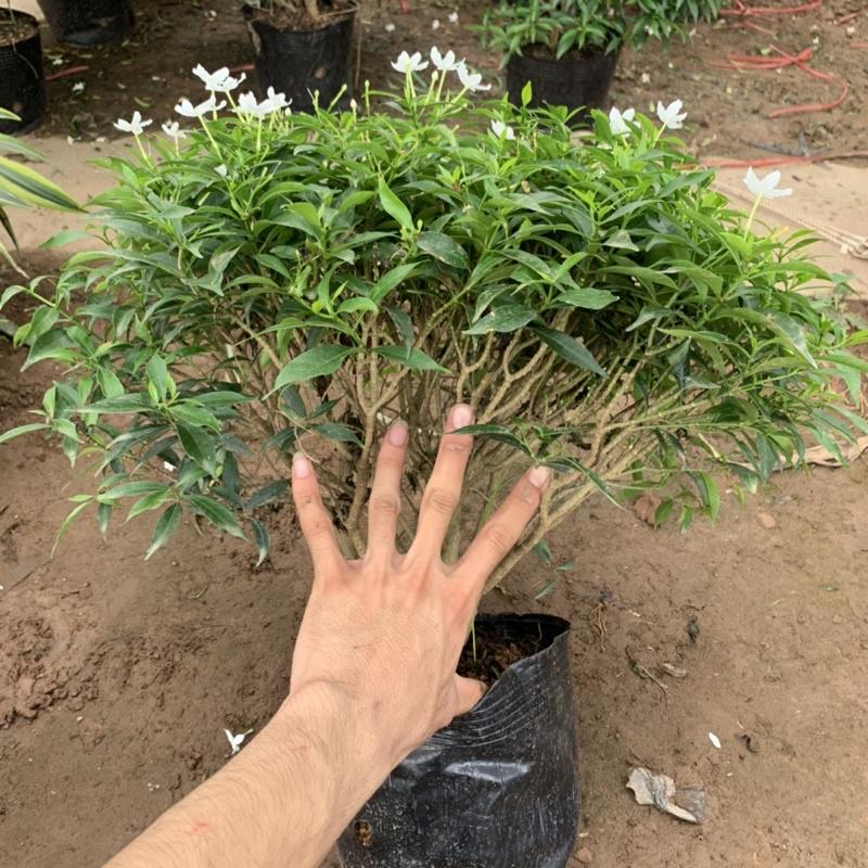 Cây mai vạn phúc bán kính 35-45cm, cây hoa tạo dáng tròn đẹp mắt, trồng trang trí cảnh quan sân vườn