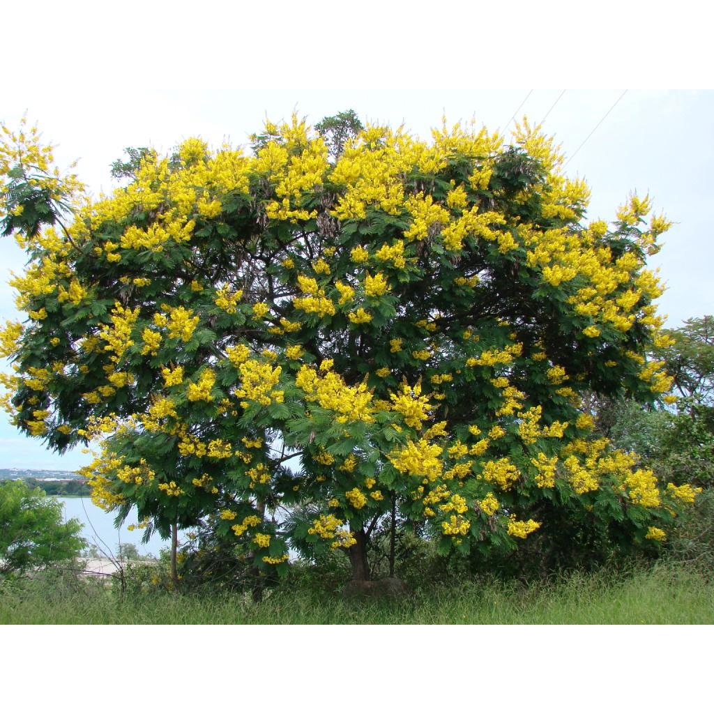 200 Gram Hạt giống Muồng Đen .
