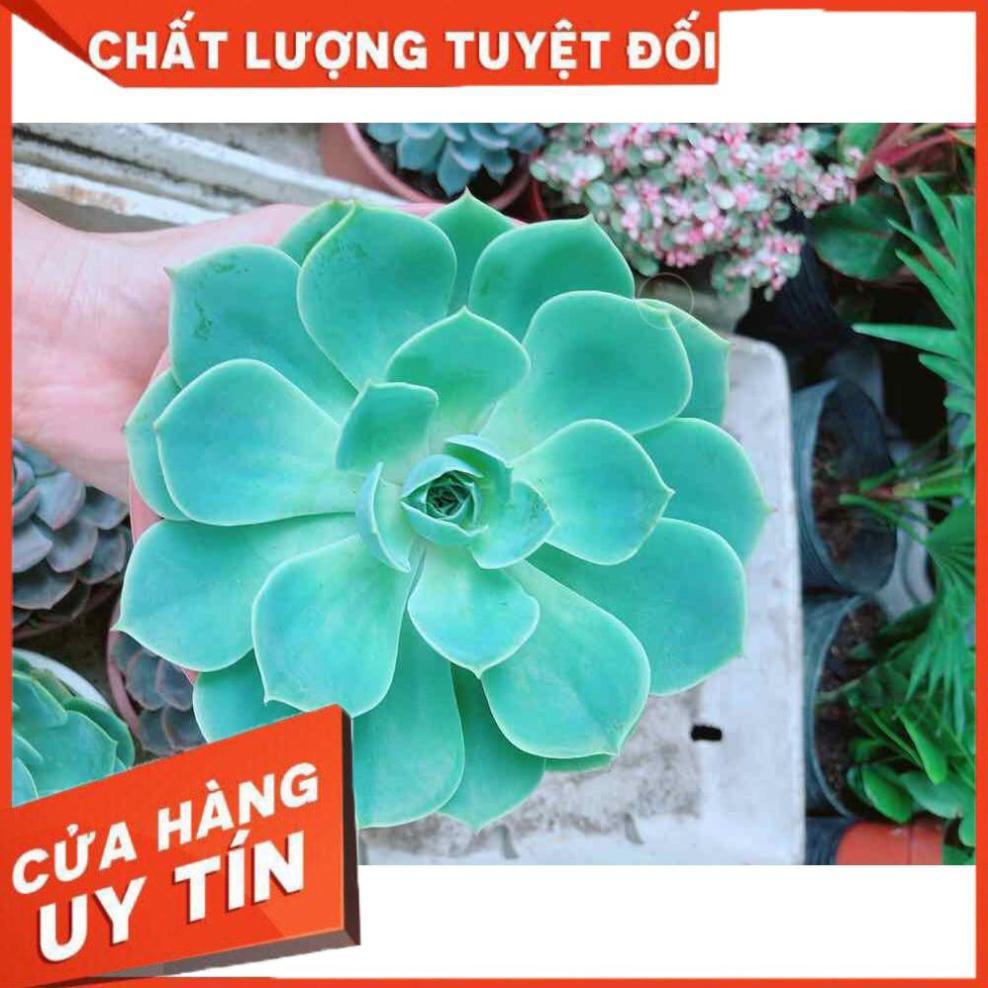 Sen đá size đại Nhiều Người Mua