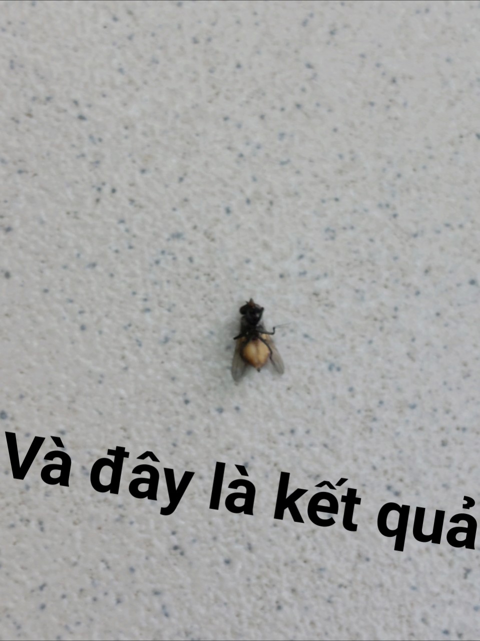 Thuốc diệt ruồi chuyên dụng Nhà hàng, khách sạn, quán ăn AGITA 10WWG