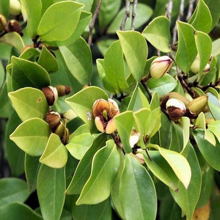 Cây Hoa Dạ Hợp