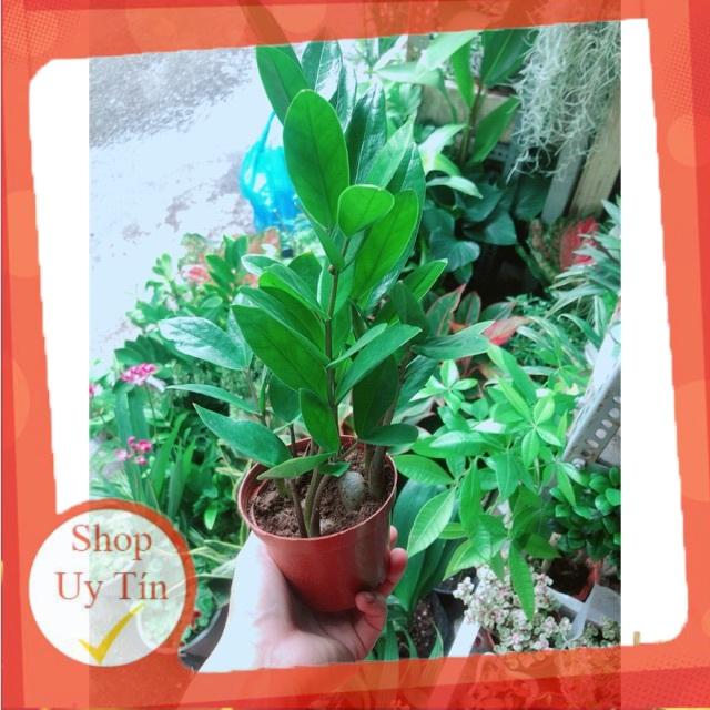 Kim Tiền Thái Kèm Chậu Sứ