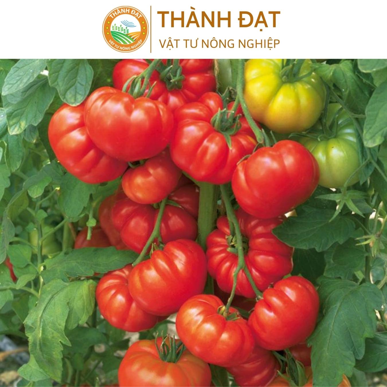 Hạt giống cà chua hoa thị (cà chua bí ngô) F1- năng suất cao dễ trồng, gói 0.1gr khoảng 50 hạt
