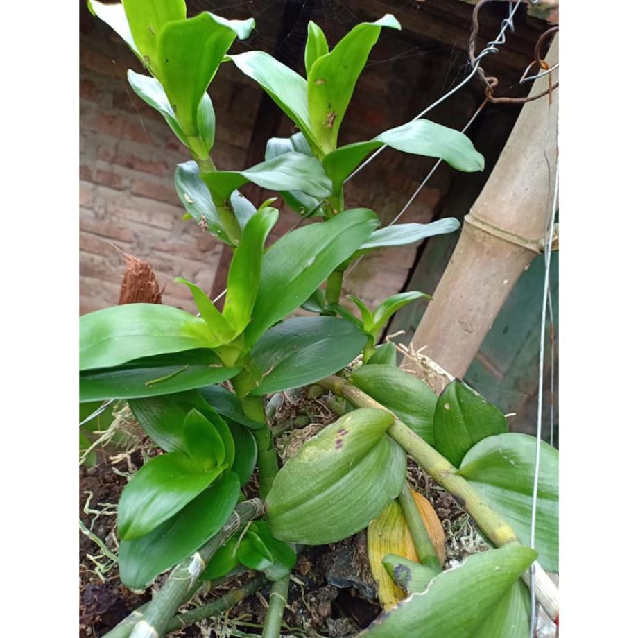 Phong lan phi điệp - chậu cây nhỏ
