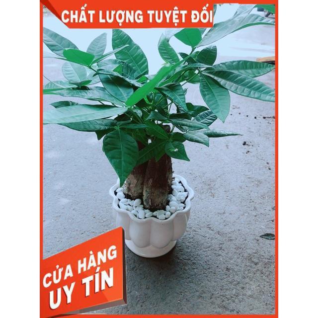Chậu Kim Ngân 3 Thân Size Lớn