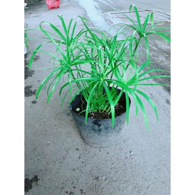 Cây Thuỷ trúc