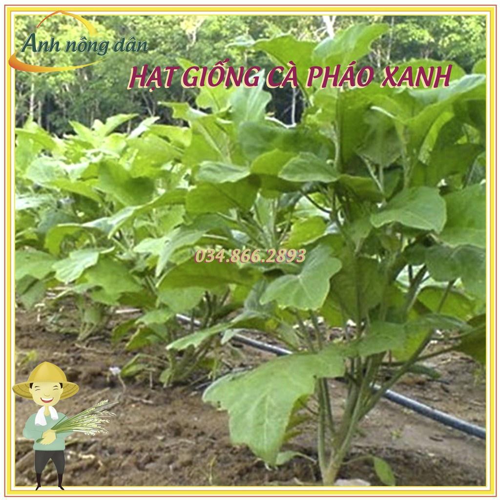 Gói 2g Hạt giống cà pháo xanh cao sản F1