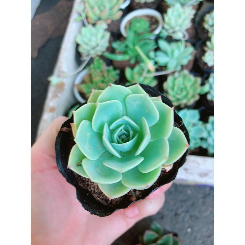 Combo 10 cây sen đá