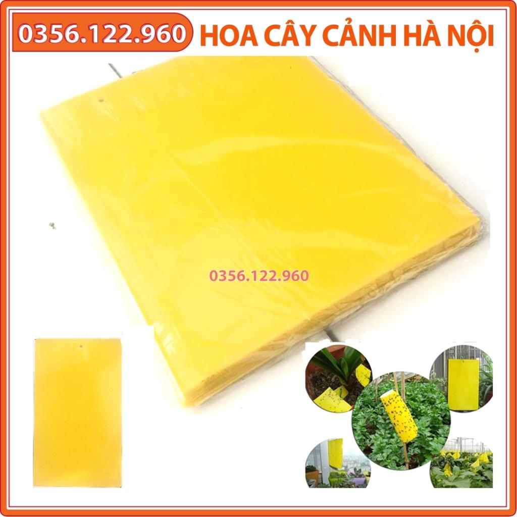 Set 5 miếng nhựa bẫy dính ruồi vàng và côn trùng - hiệu quả nhanh, không ảnh hưởng tới môi trường