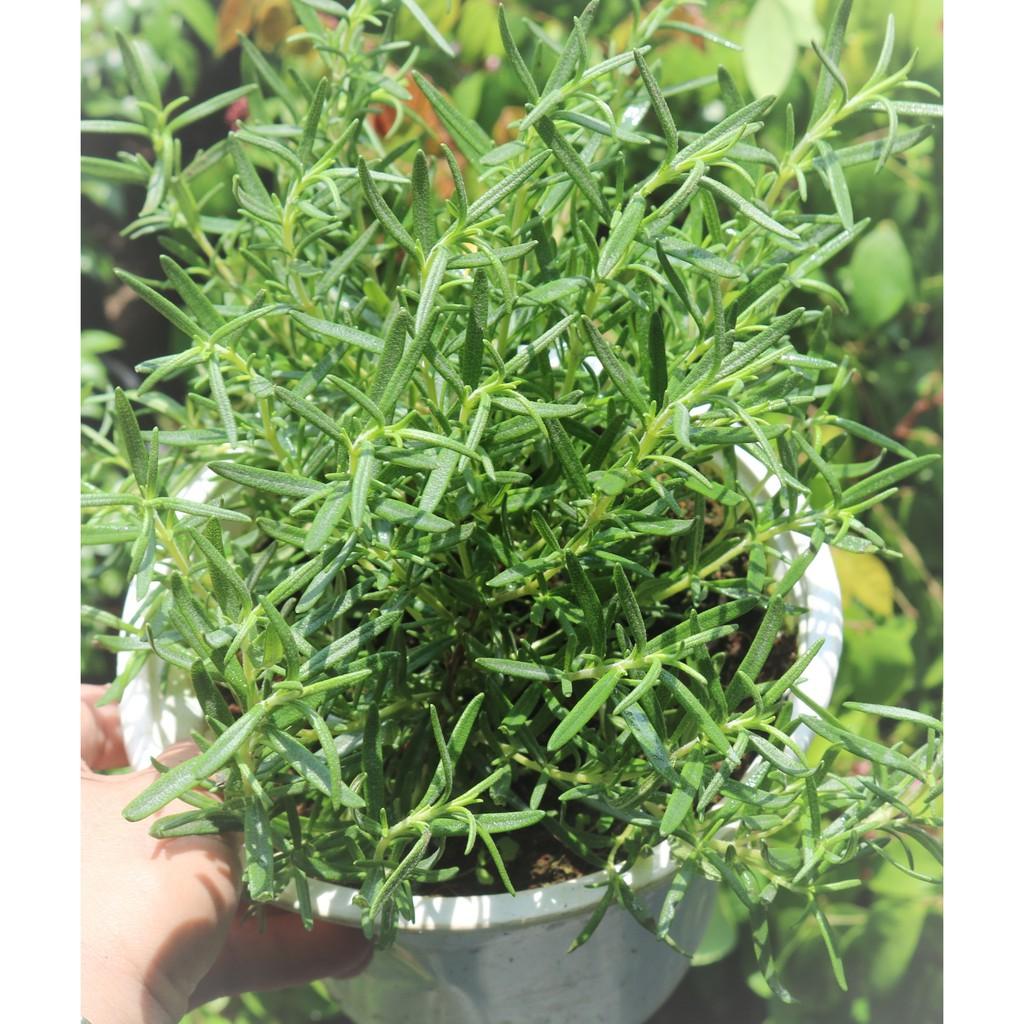 Chậu cây Hương Thảo