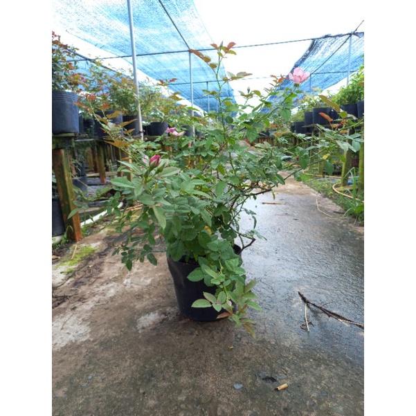 Hoa hồng hồng amethyst babylon, hồng ngoại, hồng bụi, thân lùn, nguyên bản